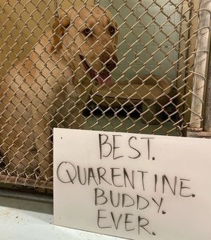 Mascota compañero de cuarentena