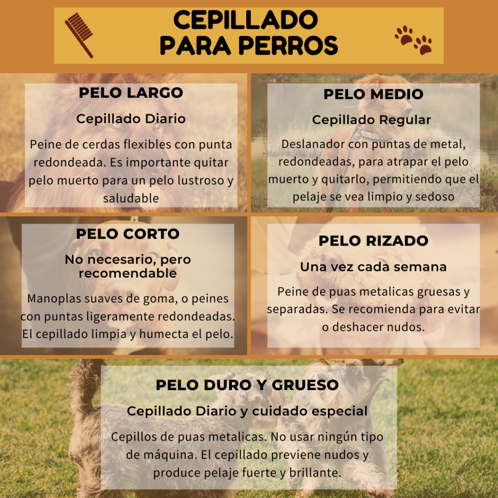 Cepillado perros cuidado pelo perro