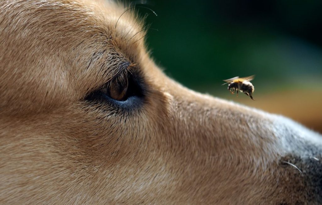 abeja pica mi perro