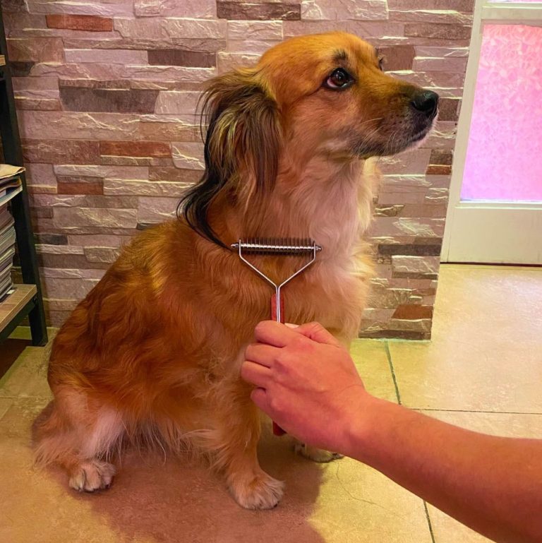 Como cuidar el pelo de tu perro vulpez articulos para perros