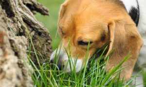 beagle comiendo pasto la verdad sobre los perros comen pasto por que los perros comen pasto