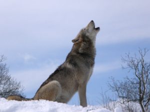 Lobo aullando en la nieve vulpez articulos para perros por que los perros aullan
