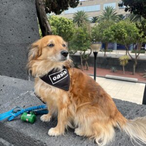 Bandana Personalizable